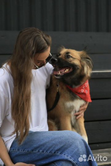 Щенок в добрые руки