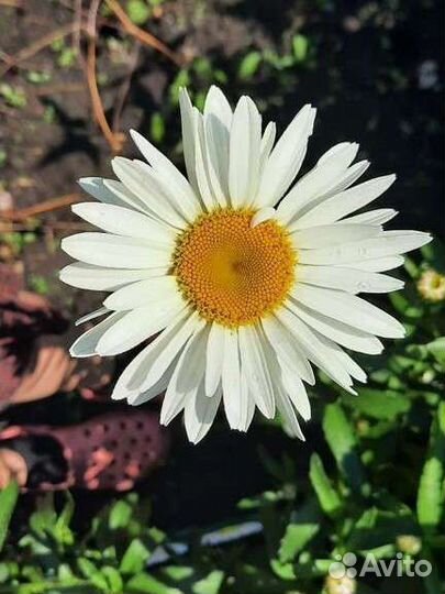 Ромашка и гелиопсис - срезка и саженцы