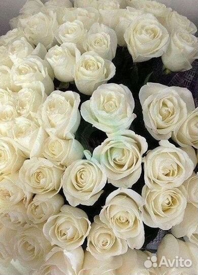 Розы гиганты 140 150 160 170 180 200