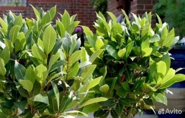 Лавровый лист