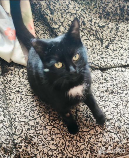 Прекрасные котята ищут дом