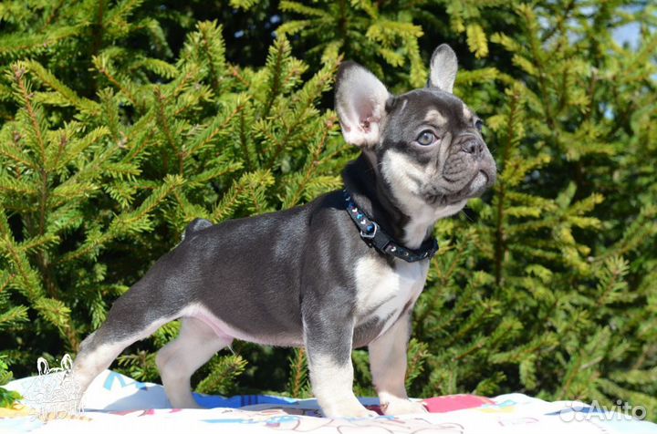 Французский бульдог щенки