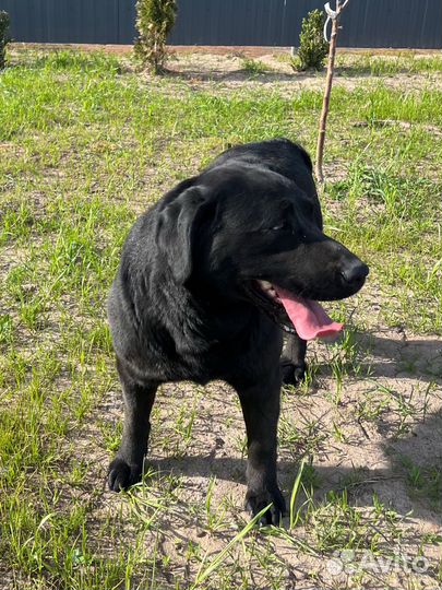 Лабрадор на вязку