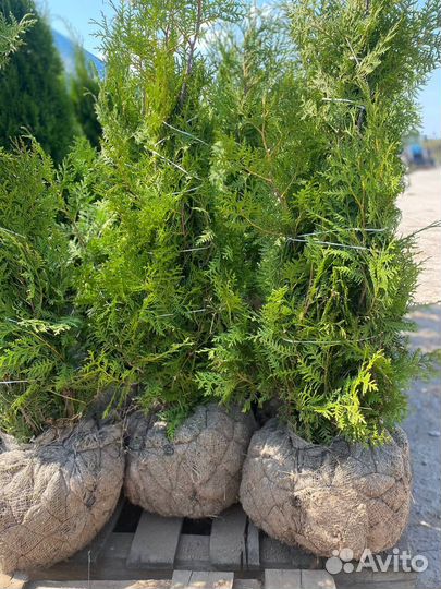Туя Брабант 160-180см