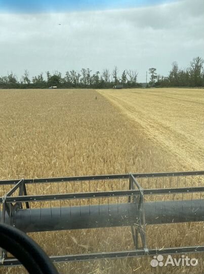 Ячмень, урожай 2022