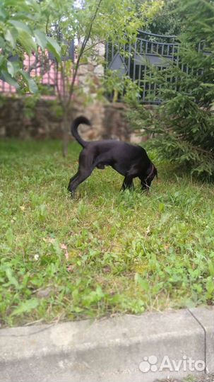 Выгульщик собак