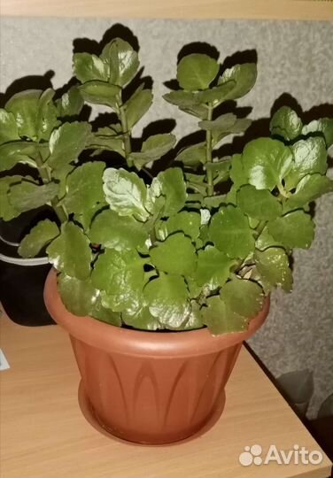 Сансиеверия