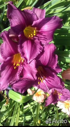 Лилейники сортовые садовые многолетники (цветы)