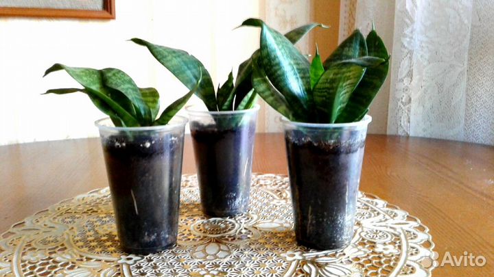 Сансевиерия