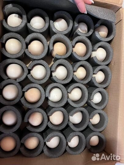 Инкубационное яйцо брессгальской породы