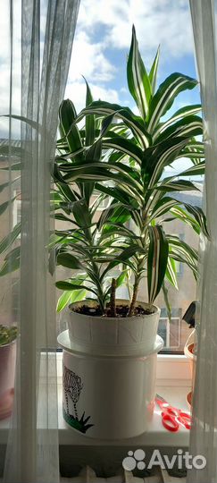 Пальма драцена