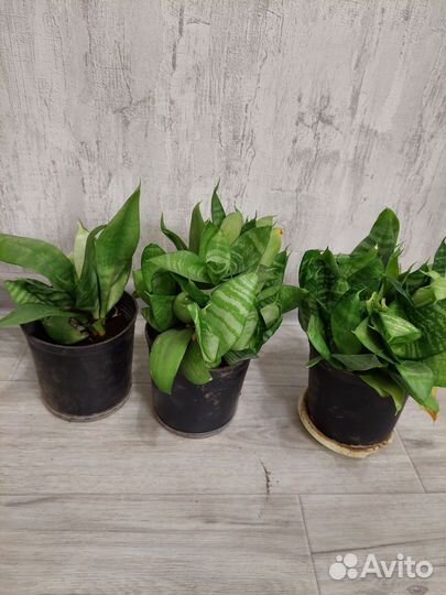 Сансевиерия, фиалка