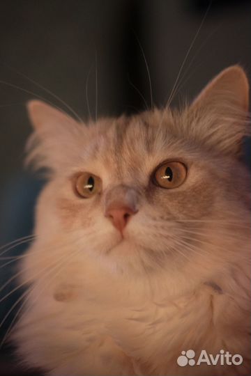 Умный домашний котик в самые добрые руки