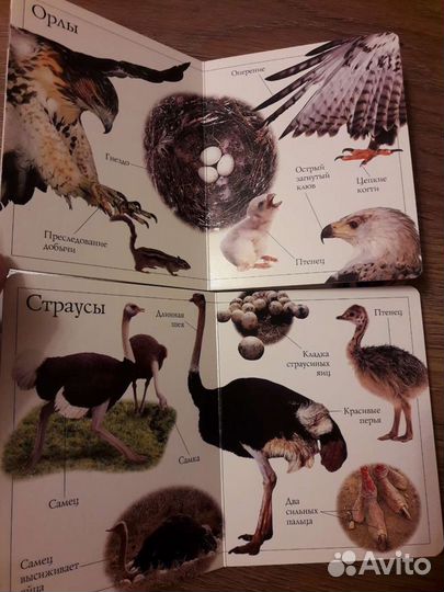 Картонные книги о животных (цена за 2 шт.)