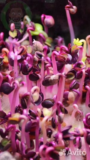 Семена для микрозелени/ Гарантия всхода