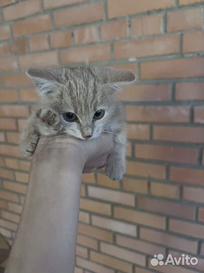 Котенок персиковый