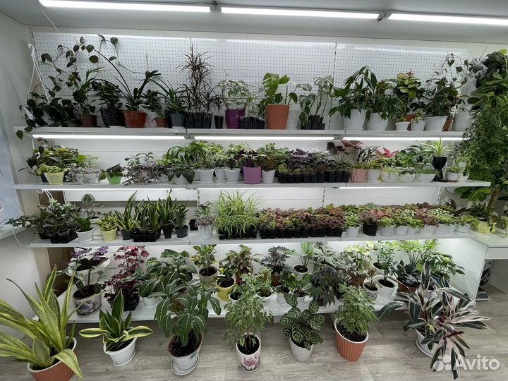 Комнатные растения цветы