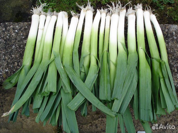 Лук порей(семена)