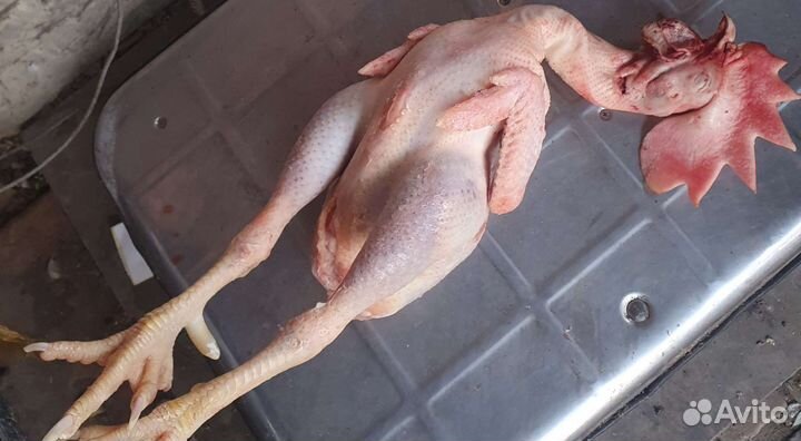 Мясо Домашнего Петуха