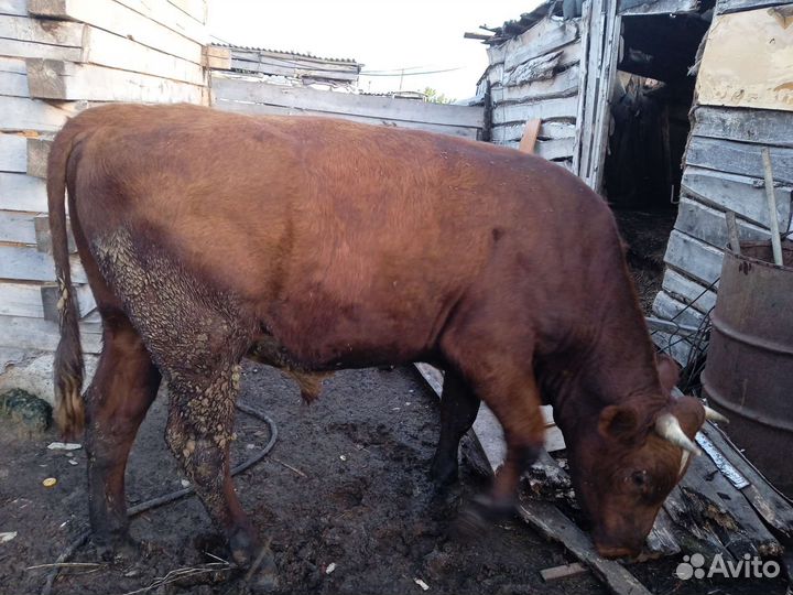 Бык 1,6 г, цена 1 р