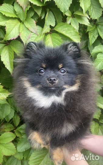 Померанский мини шпиц