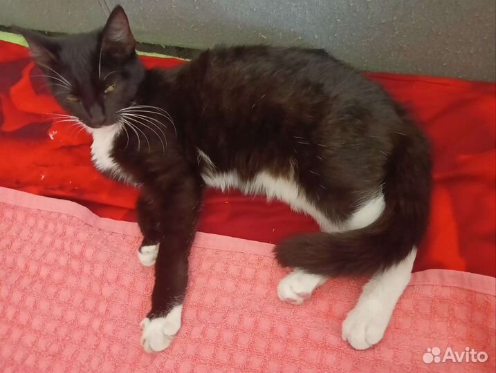 Кошка отдам в хорошие руки