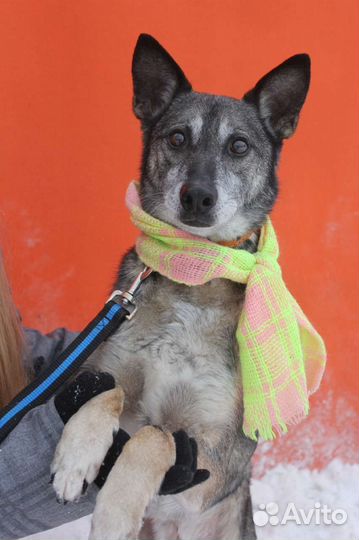 Небольшой пёсик ищет семью