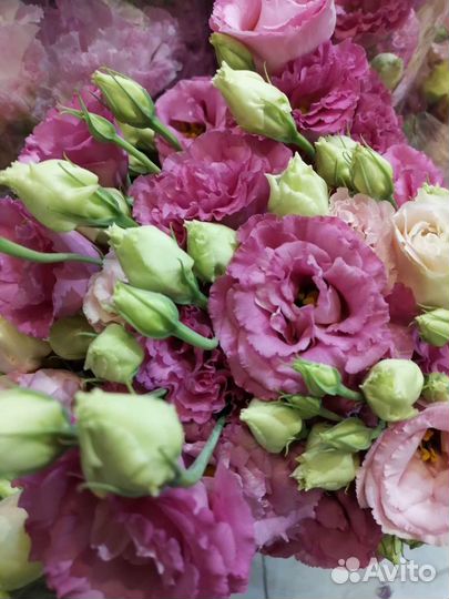 Лизиантус (эустома )