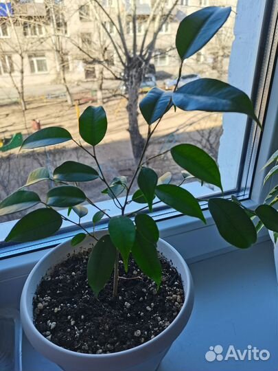 Фикус бенджамина