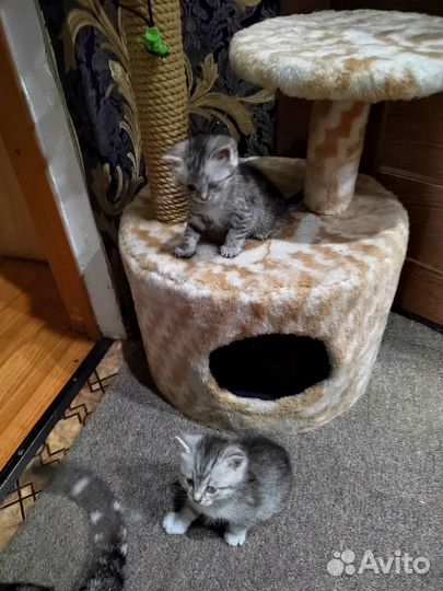 Шотландская кошка