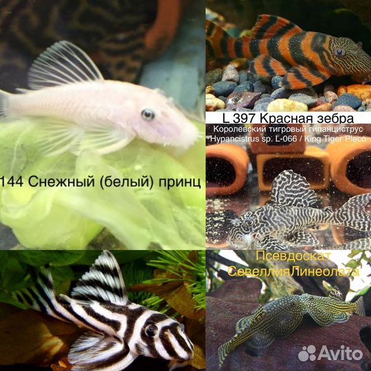 Аквариум Eheim 65л, Сом номерной L 066, 181, 201