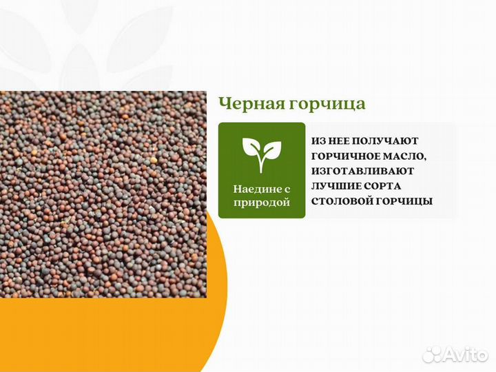 Чёрная горчица (кг)