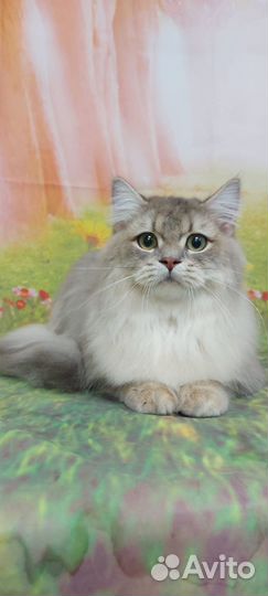 Британская кошка