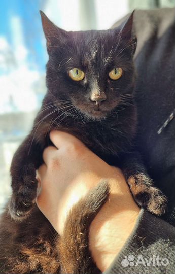 Черный котенок в хорошие руки