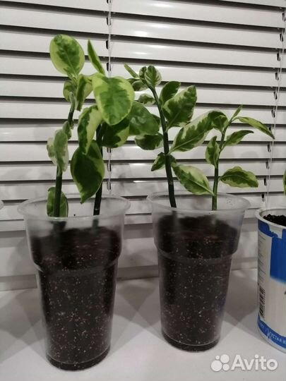 Педилантус