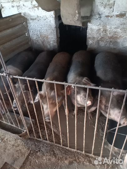 Свиньи живым весом