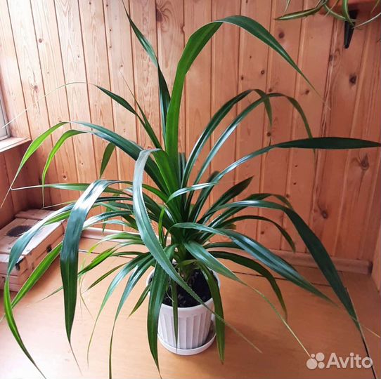 Пальма панданус Вейча, взрослое растение