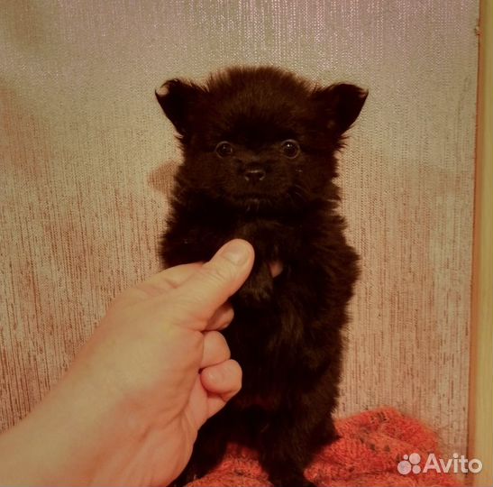 Собака мини шпиц