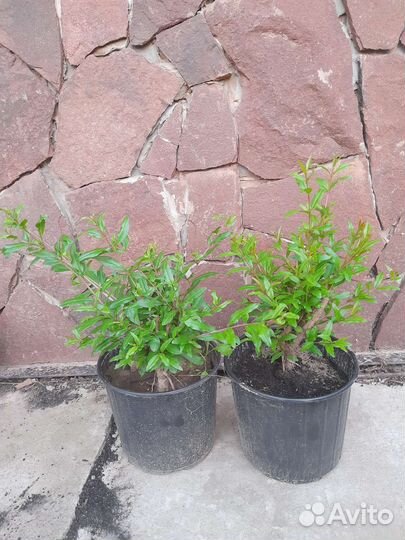 Саженцы граната сорт Крымский