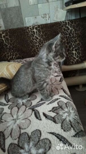 Котёнок Раиса Захаровна