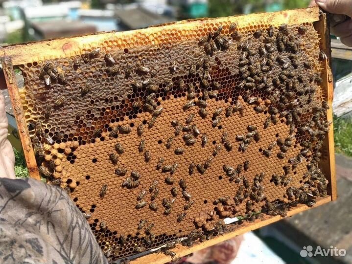 Пчелопакеты Карника