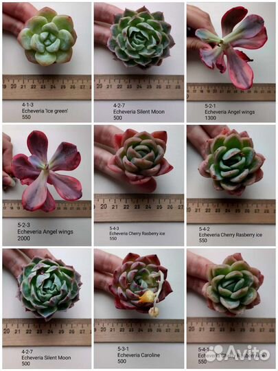 Суккуленты 2/6