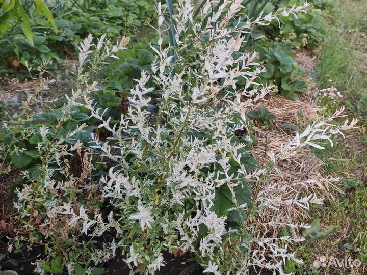 Декоративные кустарники и почвопокровные