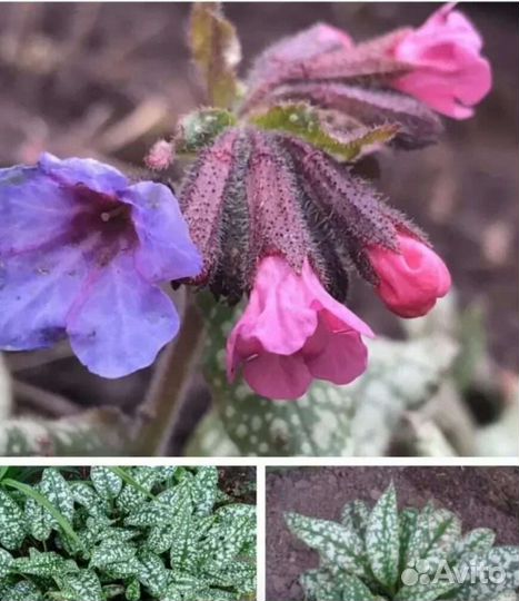 Многолетники садовые