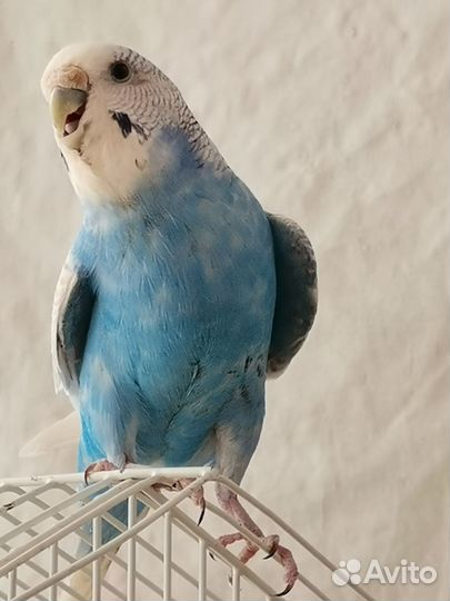 Молодые волнистые попугаи