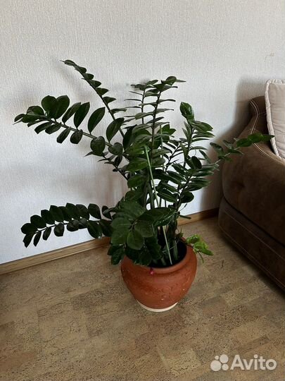 Замиокулькас