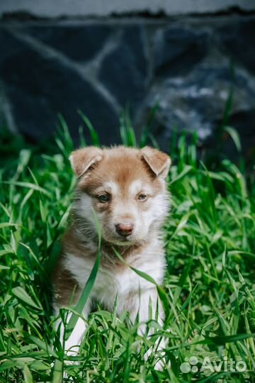 Отдам в добрые руки