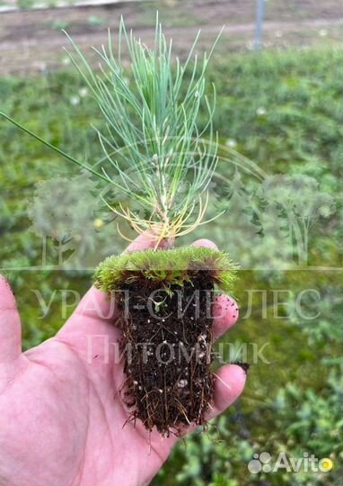 Лиственница Сибирская зкс сеянцы для лесовосстанов