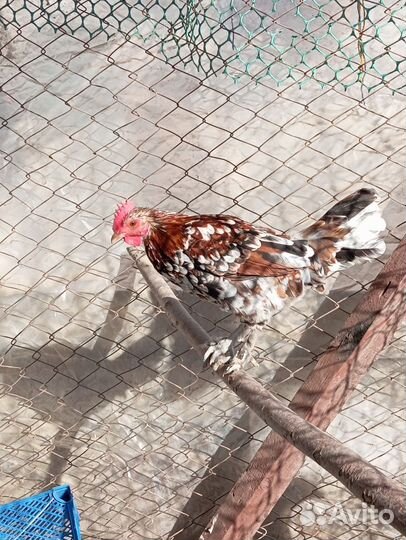 Петушок карликовый