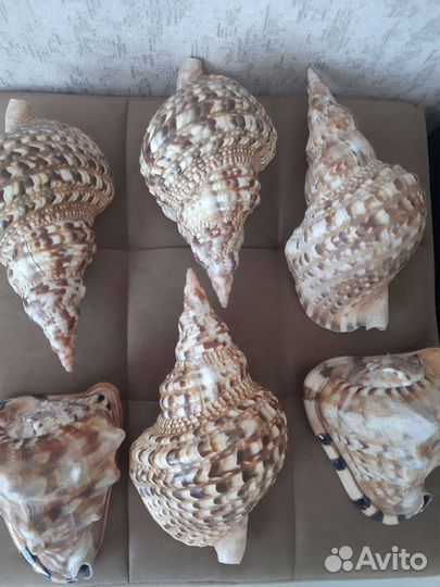 Морская раковина